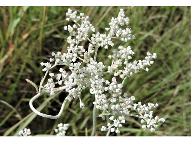 Eriogonum annuum (Annual buckwheat) #79473