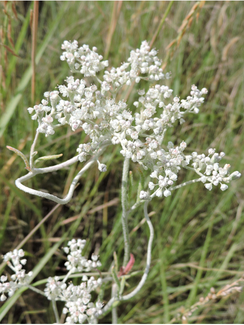 Eriogonum annuum (Annual buckwheat) #79475