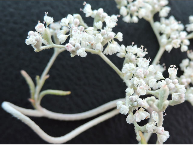 Eriogonum annuum (Annual buckwheat) #79481