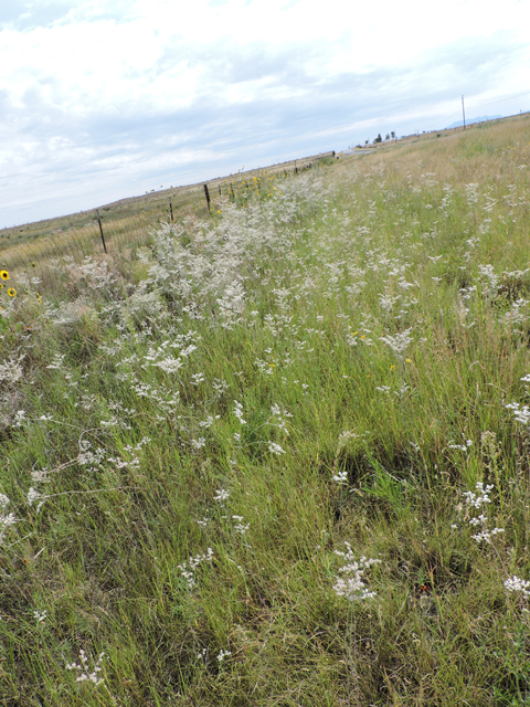 Eriogonum annuum (Annual buckwheat) #79482