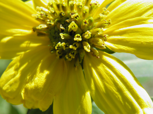 Rudbeckia laciniata (Green-headed coneflower) #79512