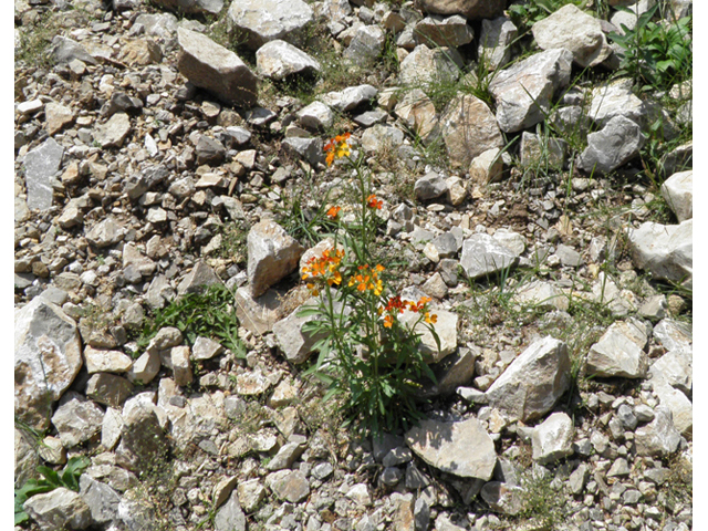 Erysimum capitatum (Sand-dune wallflower) #79518