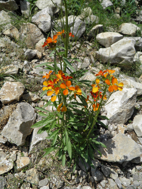 Erysimum capitatum (Sand-dune wallflower) #79519