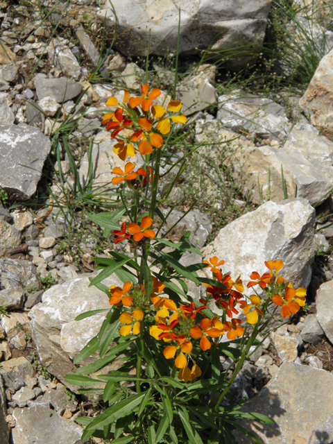 Erysimum capitatum (Sand-dune wallflower) #79520