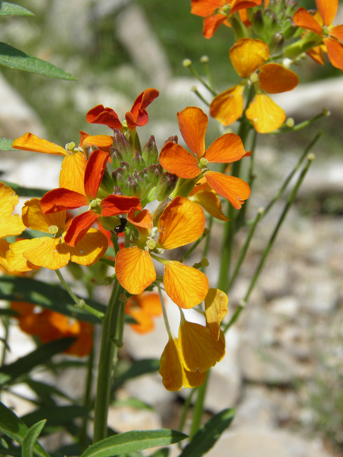 Erysimum capitatum (Sand-dune wallflower) #79521