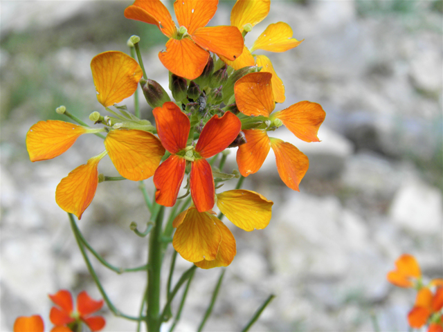 Erysimum capitatum (Sand-dune wallflower) #79522