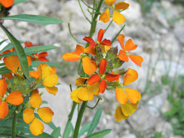 Erysimum capitatum (Sand-dune wallflower) #79523