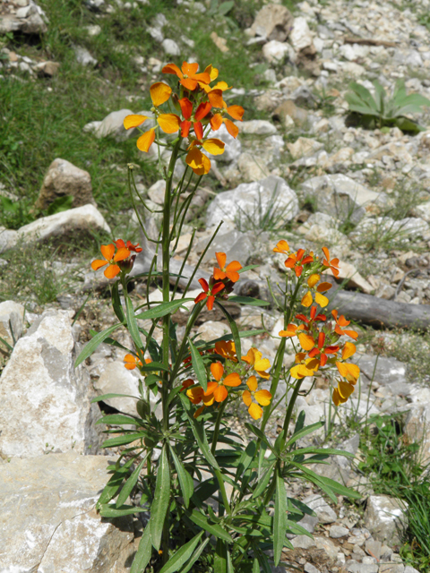 Erysimum capitatum (Sand-dune wallflower) #79526