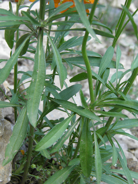 Erysimum capitatum (Sand-dune wallflower) #79527