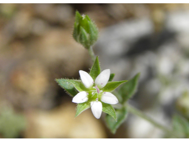 Arenaria lanuginosa ssp. saxosa (Spreading sandwort) #79538