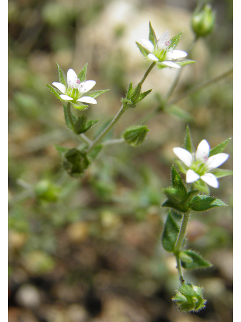 Arenaria lanuginosa ssp. saxosa (Spreading sandwort) #79542