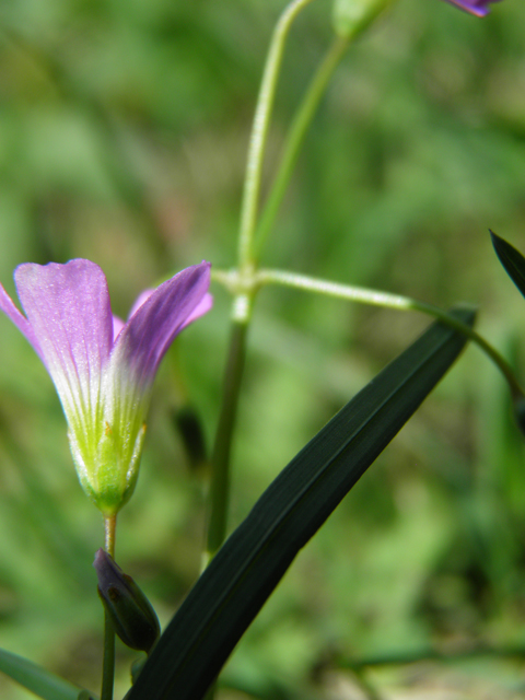 Oxalis alpina (Alpine woodsorrel) #79552