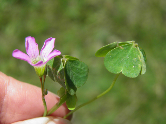 Oxalis alpina (Alpine woodsorrel) #79553