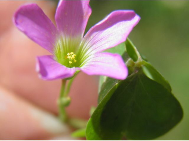 Oxalis alpina (Alpine woodsorrel) #79554