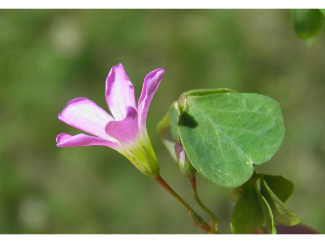 Oxalis alpina (Alpine woodsorrel) #79555