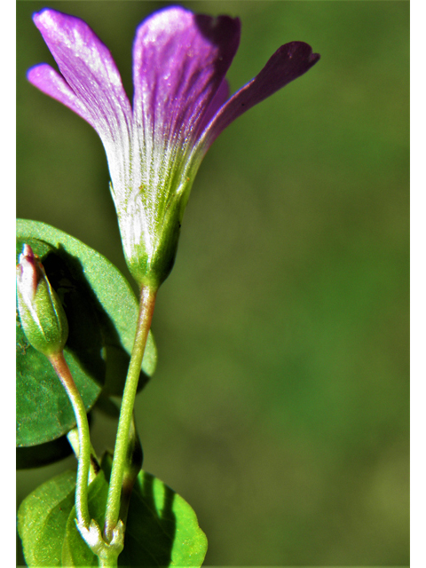 Oxalis alpina (Alpine woodsorrel) #79556