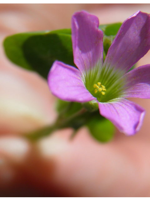 Oxalis alpina (Alpine woodsorrel) #79557