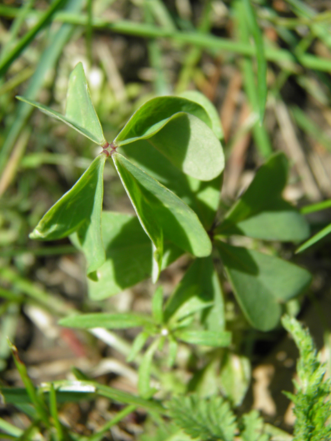 Oxalis alpina (Alpine woodsorrel) #79558