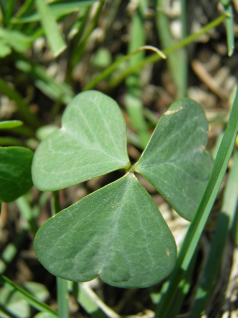 Oxalis alpina (Alpine woodsorrel) #79559