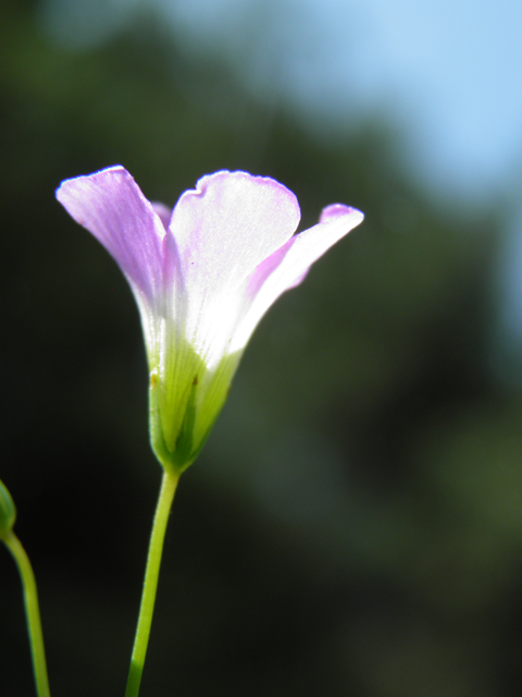 Oxalis alpina (Alpine woodsorrel) #79560