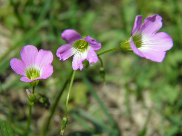 Oxalis alpina (Alpine woodsorrel) #79561