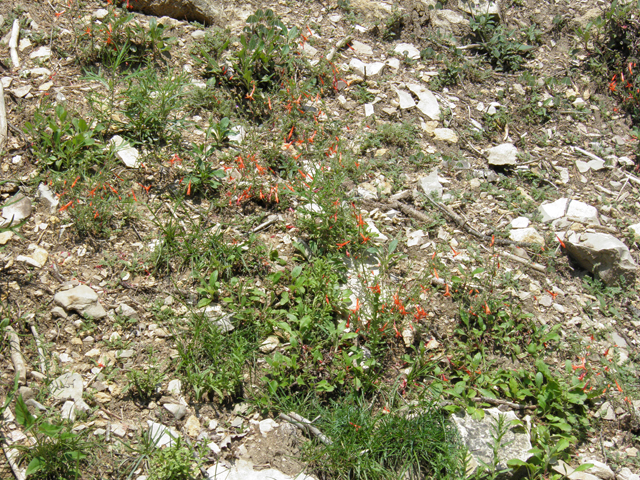 Ipomopsis aggregata (Scarlet gilia) #79563