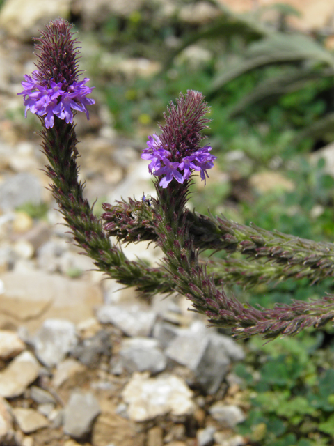 Verbena macdougalii (Macdougal verbena) #79579