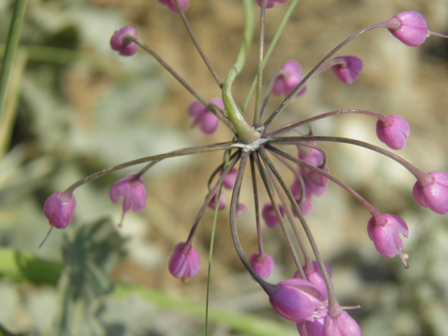 Allium cernuum (Nodding onion) #79583