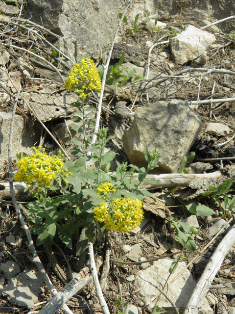 Solidago wrightii (Wright's goldenrod) #79602