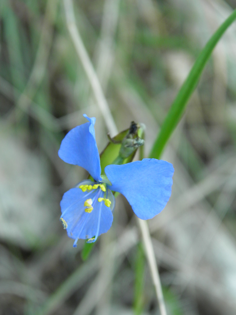 Commelina dianthifolia (Birdbill dayflower) #79628