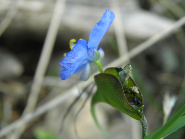 Commelina dianthifolia (Birdbill dayflower) #79629