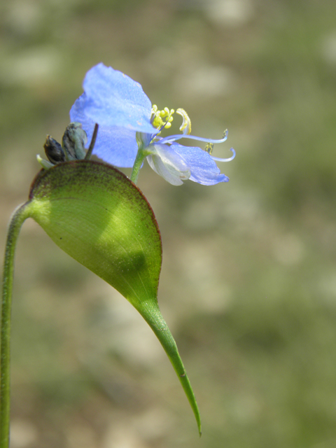 Commelina dianthifolia (Birdbill dayflower) #79630