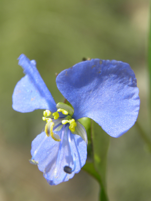 Commelina dianthifolia (Birdbill dayflower) #79631