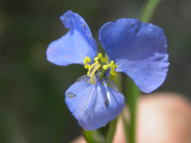 Commelina dianthifolia (Birdbill dayflower) #79632