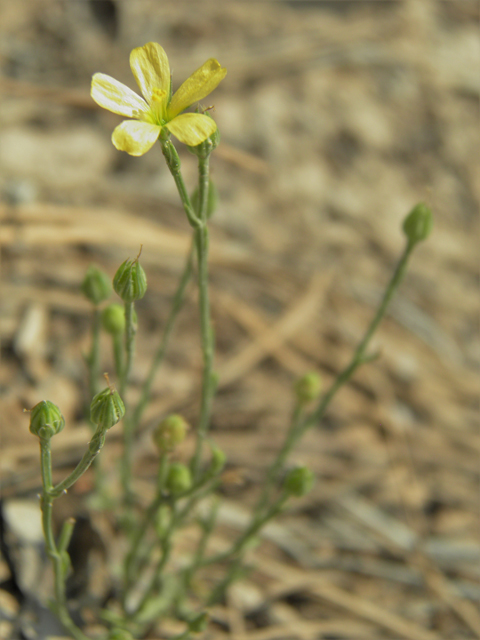 Linum neomexicanum (New mexico yellow flax) #79674