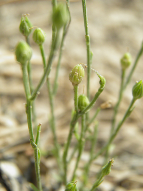 Linum neomexicanum (New mexico yellow flax) #79675