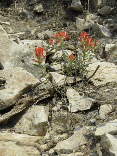 Castilleja integra (Wholeleaf indian paintbrush) #79679