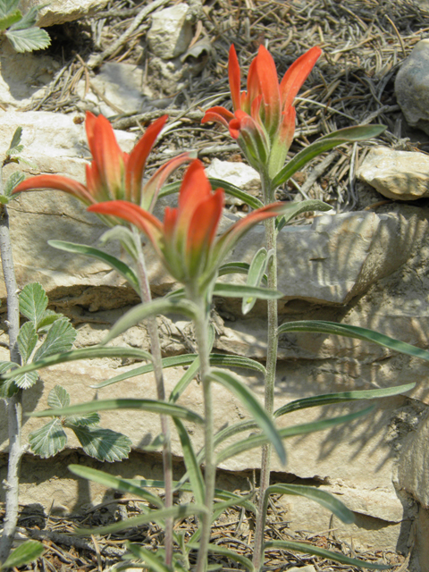 Castilleja integra (Wholeleaf indian paintbrush) #79680