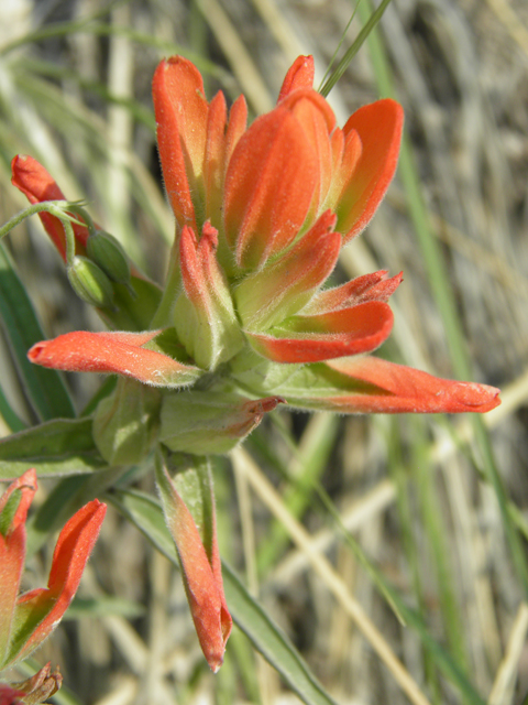 Castilleja integra (Wholeleaf indian paintbrush) #79681