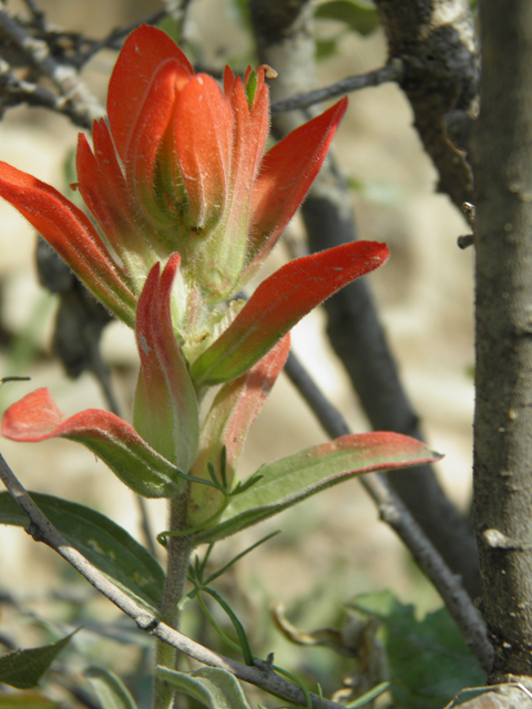 Castilleja integra (Wholeleaf indian paintbrush) #79682