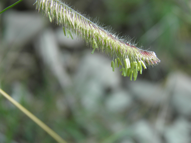 Bouteloua gracilis (Blue grama) #79704