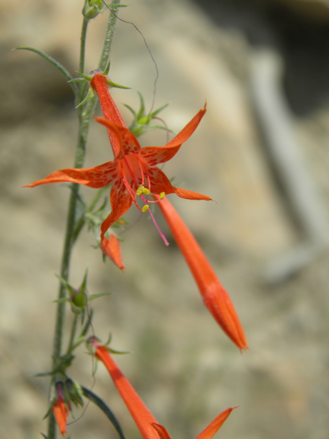 Ipomopsis aggregata (Scarlet gilia) #79706