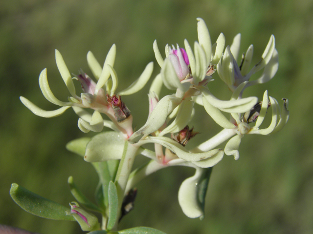 Sesuvium verrucosum (Verrucose seapurslane) #79719