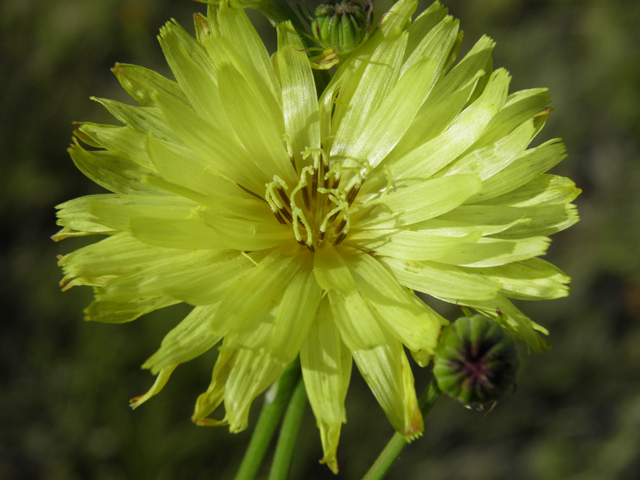 Pyrrhopappus pauciflorus (Smallflower desert-chicory) #79725