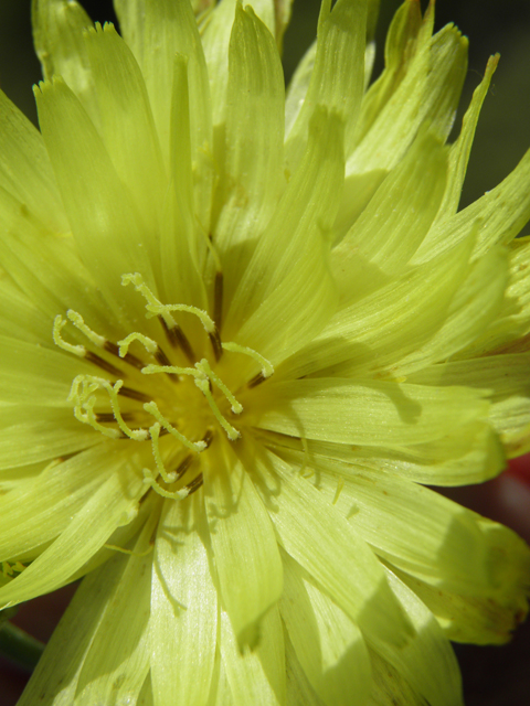 Pyrrhopappus pauciflorus (Smallflower desert-chicory) #79729