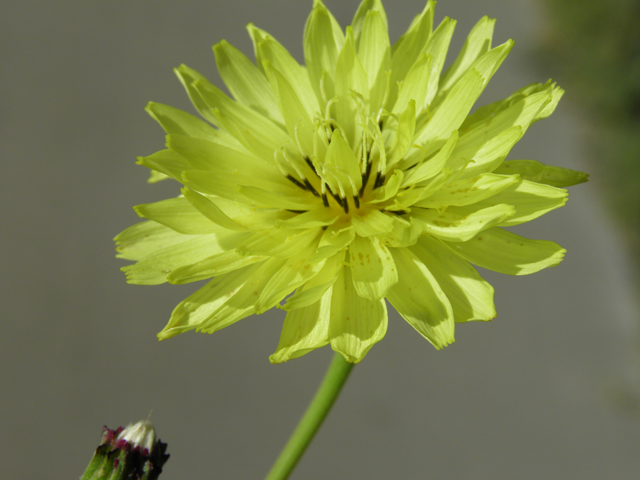 Pyrrhopappus pauciflorus (Smallflower desert-chicory) #79732