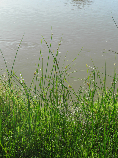 Schoenoplectus americanus (Chairmaker's bulrush) #79751