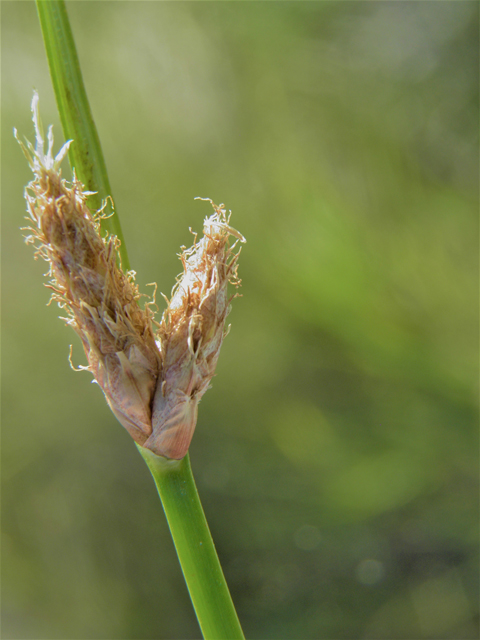 Schoenoplectus americanus (Chairmaker's bulrush) #79752