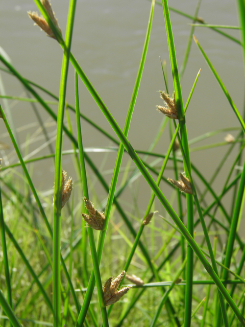 Schoenoplectus americanus (Chairmaker's bulrush) #79753