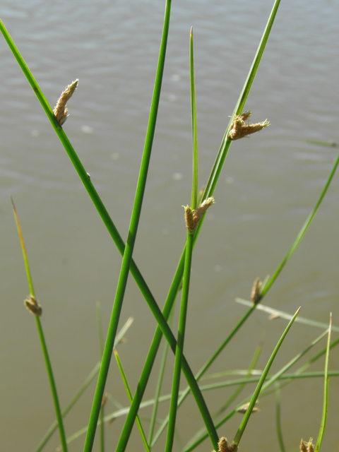 Schoenoplectus americanus (Chairmaker's bulrush) #79754